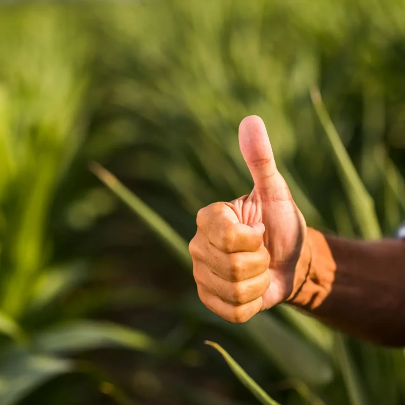 Revista del Campo: Agriculture and Banks