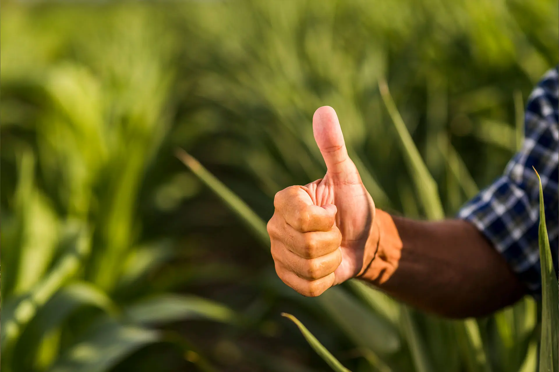 Revista del Campo: Agro y bancos – Balance positivo