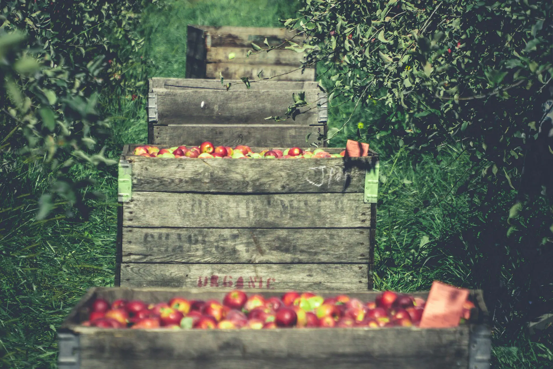 Diario Financiero: Banca deja de apostar por productores de fruta y créditos caen 32% en cinco años